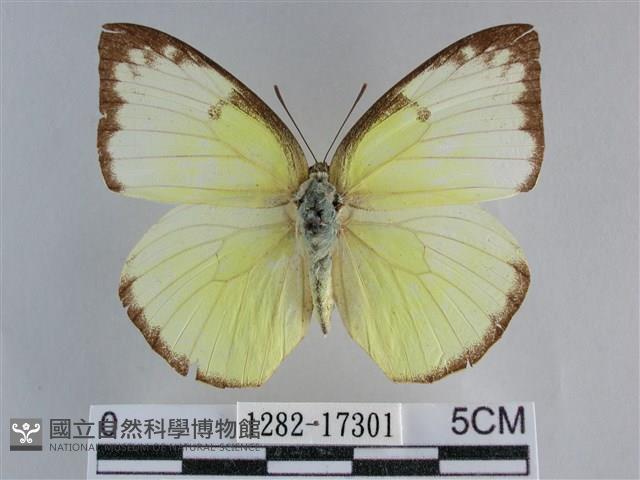 遷粉蝶、淡黃蝶藏品圖，第1張