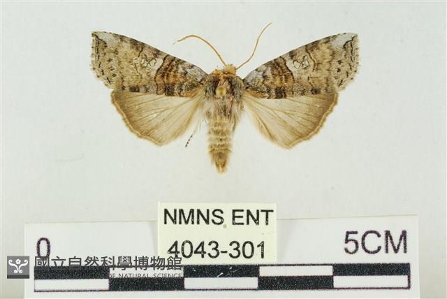 帶波紋蛾藏品圖，第1張