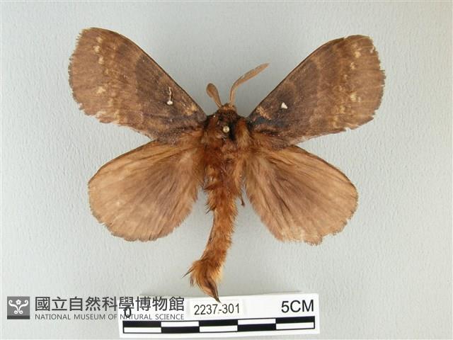 波紋枯葉蛾藏品圖，第1張