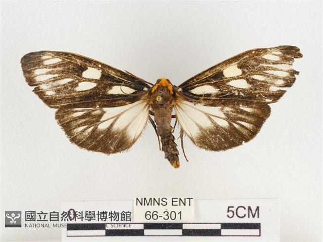 巨網燈蛾藏品圖，第1張