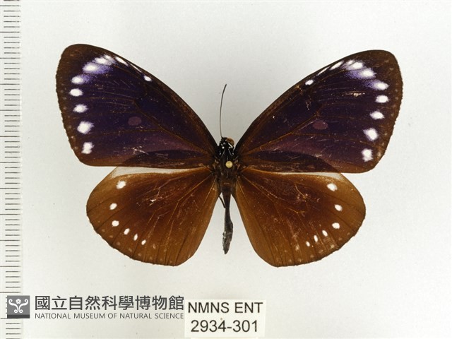 小紫斑蝶藏品圖，第1張