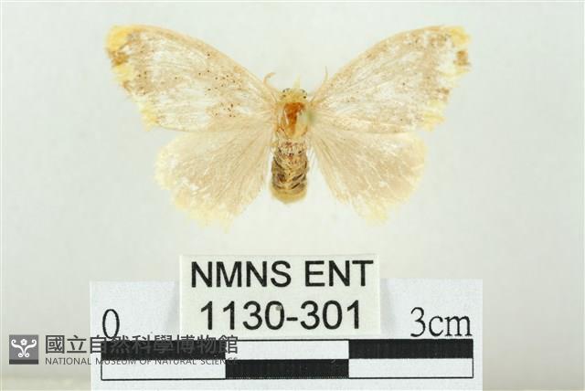 黑翅黃毒蛾藏品圖，第1張