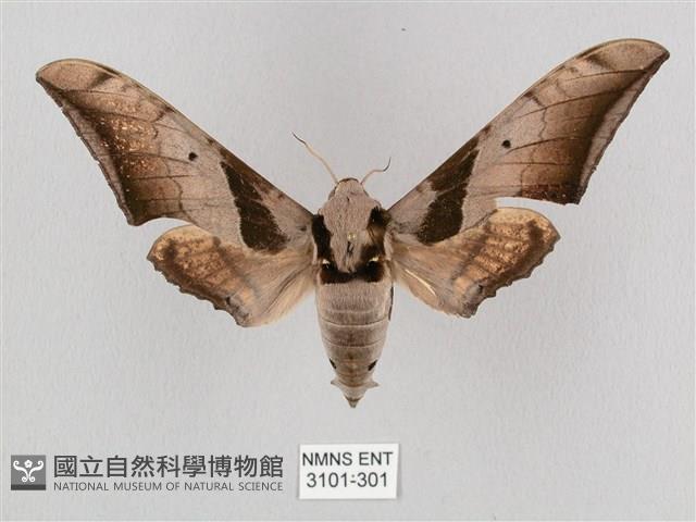 黑帶鷹翅天蛾藏品圖，第1張