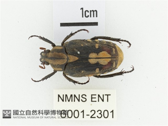 黃斑陷紋金龜藏品圖，第1張