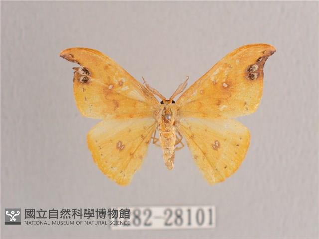 銀斑黃鉤蛾藏品圖，第1張