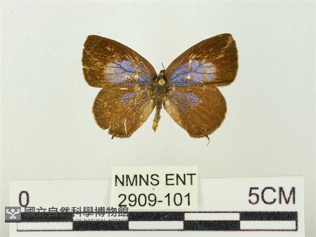 Accession Number:002909-00101 Collection Image, Figure 1, Total 3 Figures