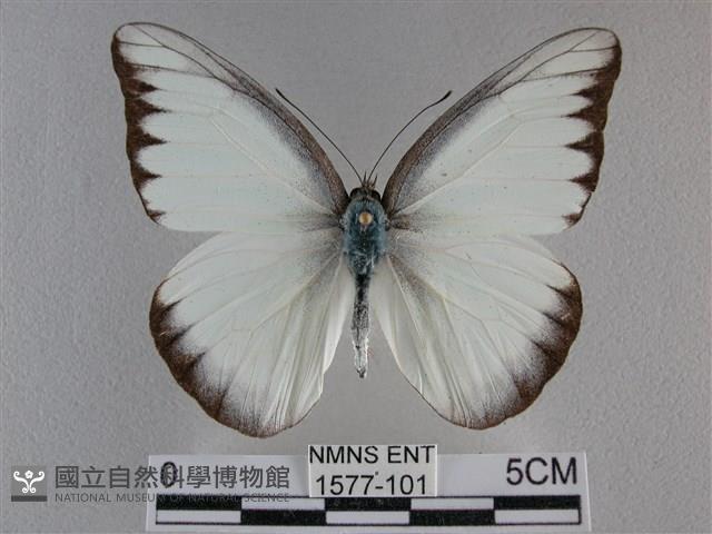 異色尖粉蝶藏品圖，第1張