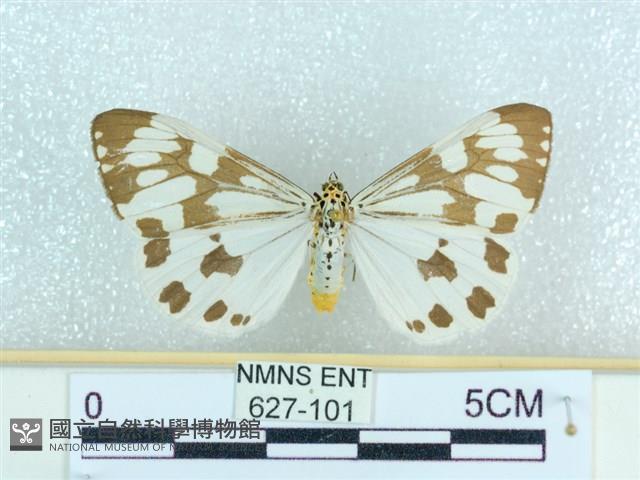 粉蝶燈蛾藏品圖，第1張