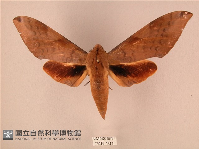 波紋豆天蛾藏品圖，第1張