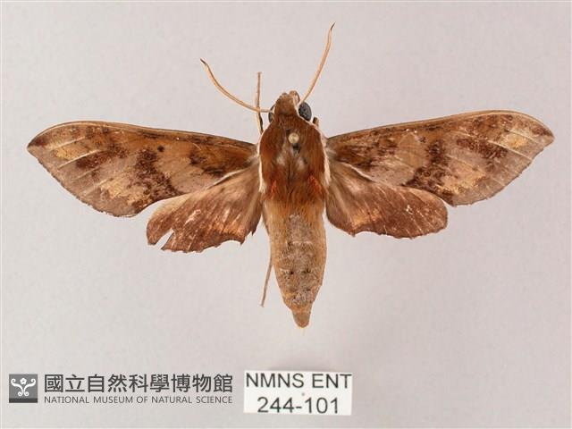 雙斑白肩天蛾藏品圖，第1張