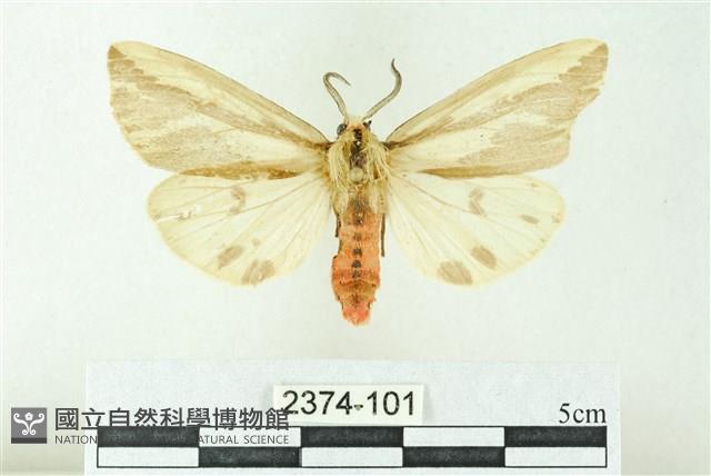 赭新污燈蛾藏品圖，第1張