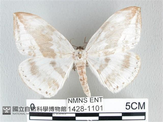 圓翅大鉤蛾藏品圖，第1張