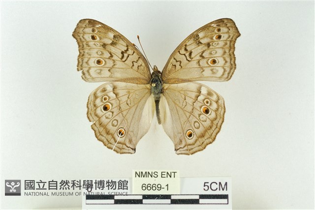 波紋眼蛺蝶藏品圖，第1張