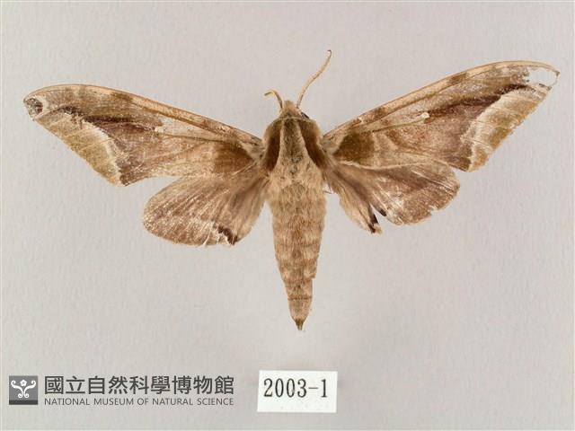 白點天蛾 藏品圖，第1張