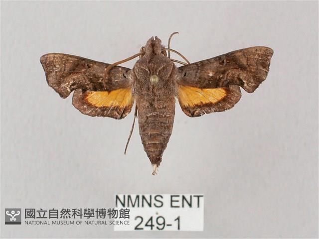 凹緣天蛾藏品圖，第1張