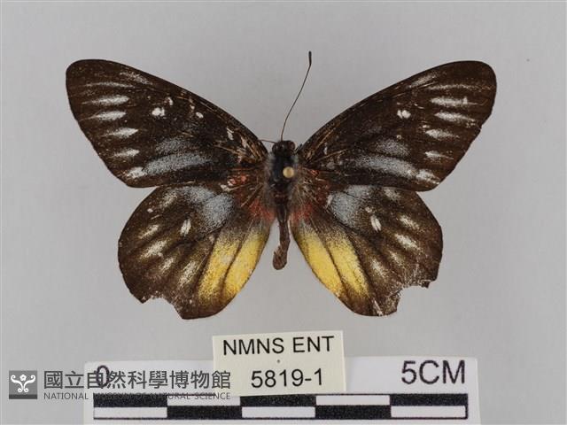 豔粉蝶藏品圖，第1張