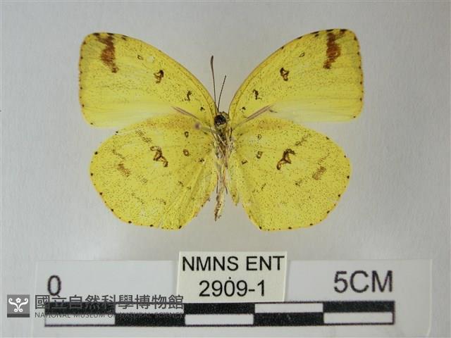 荷氏黃蝶藏品圖，第1張