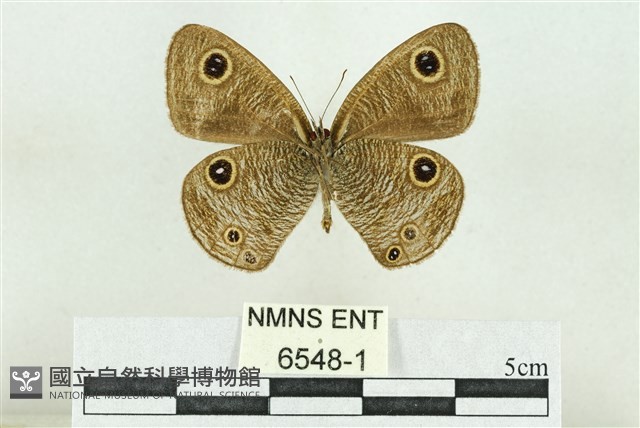 文龍波眼蝶藏品圖，第1張