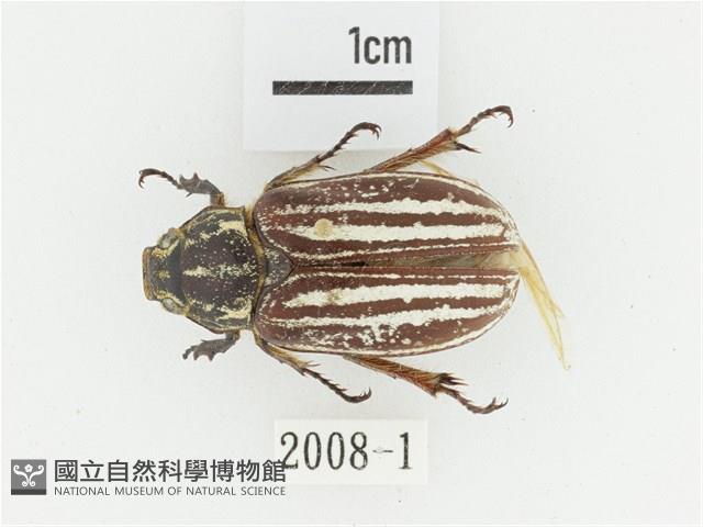 臺灣白條金龜藏品圖，第1張