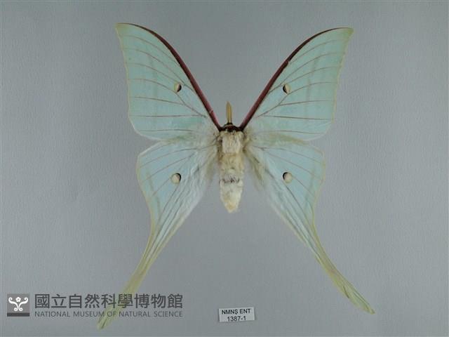 長尾水青蛾藏品圖，第1張