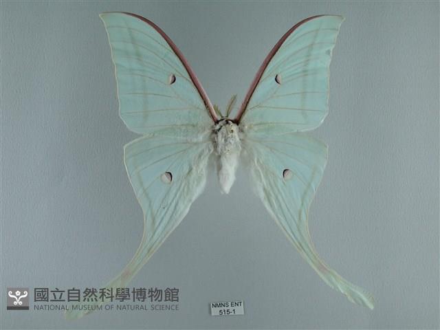 長尾水青蛾藏品圖，第1張