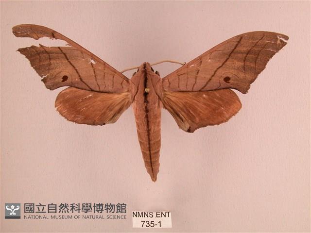 直翅六點天蛾藏品圖，第1張