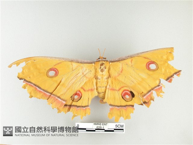 大透目天蠶蛾藏品圖，第1張