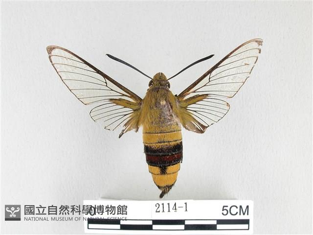 大透翅天蛾藏品圖，第1張