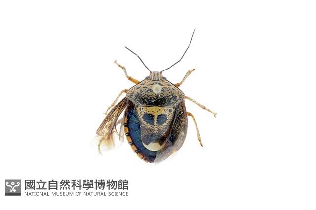二星白箭牙蝽藏品圖，第1張