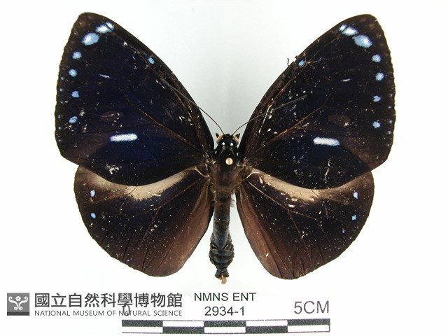 圓翅紫斑蝶藏品圖，第1張