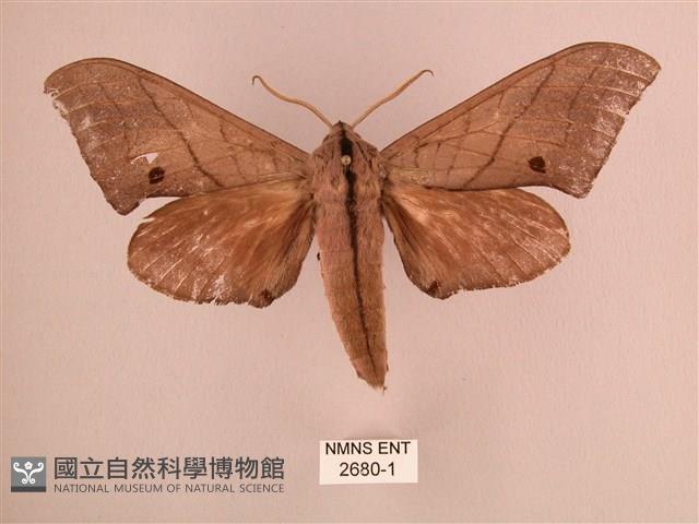 直翅六點天蛾藏品圖，第1張