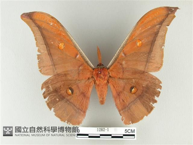 紅目天蠶蛾藏品圖，第1張