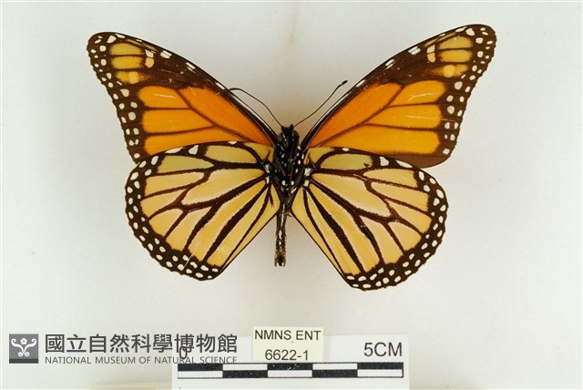 帝王斑蝶藏品圖，第1張