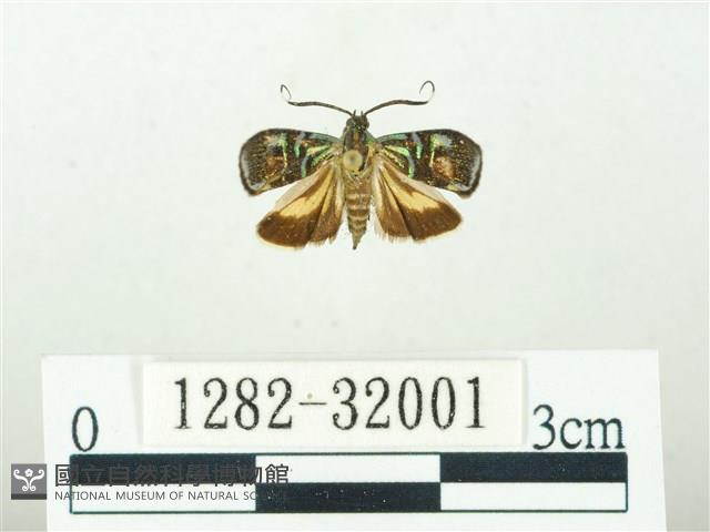 叉紋閃舞蛾藏品圖，第1張