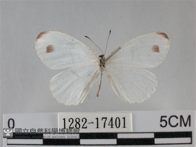 纖粉蝶藏品圖，第1張