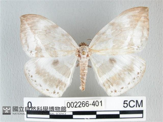 圓翅大鉤蛾藏品圖，第1張