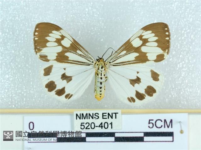 粉蝶燈蛾藏品圖，第1張