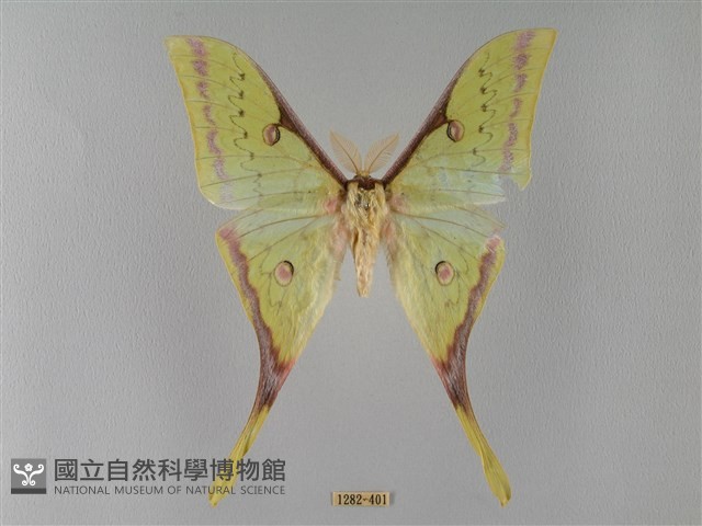 臺灣長尾水青蛾藏品圖，第1張