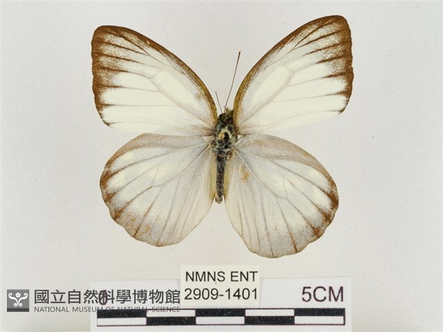 淡褐脈粉蝶藏品圖，第1張