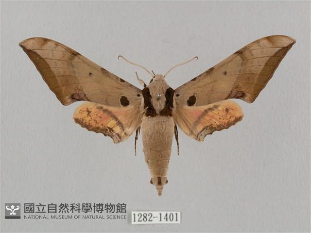 廣東鷹翅天蛾藏品圖，第1張