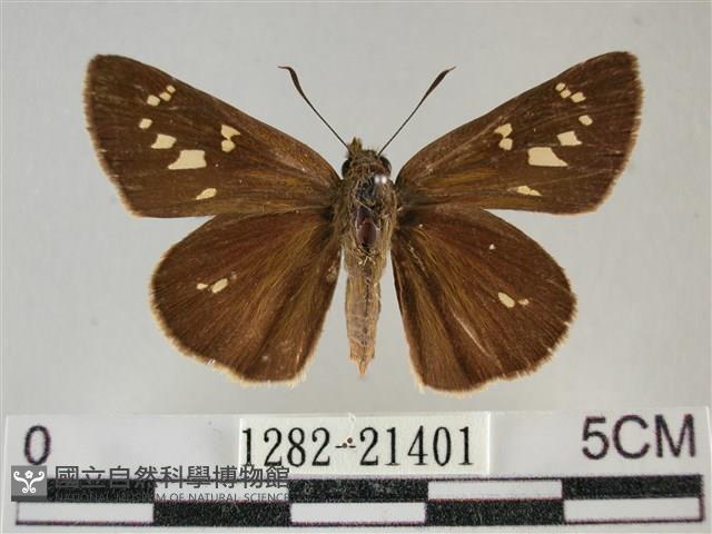 黃紋孔弄蝶藏品圖，第1張