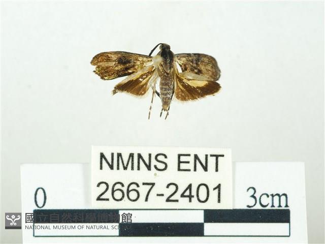 叉紋閃舞蛾藏品圖，第1張