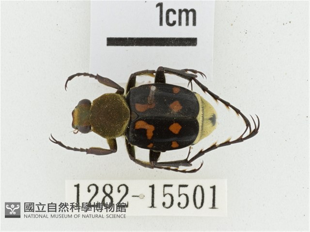 黃肩長腳花金龜藏品圖，第1張