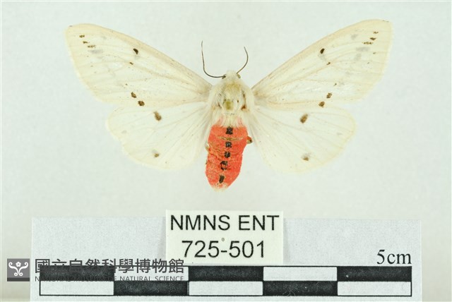 菊池污燈蛾藏品圖，第1張