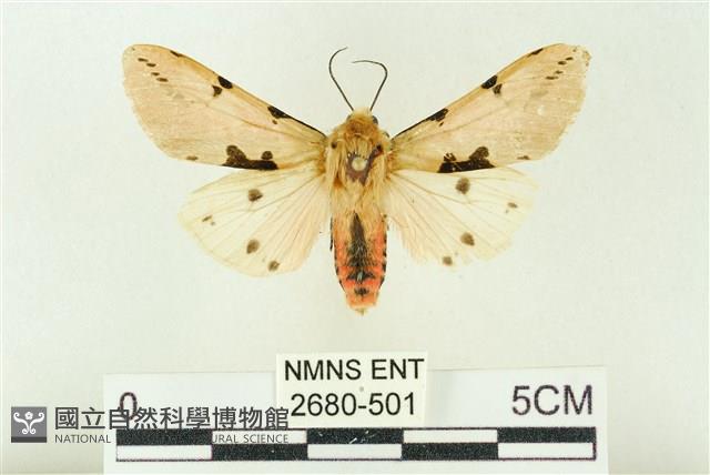 棍棒污燈蛾藏品圖，第1張