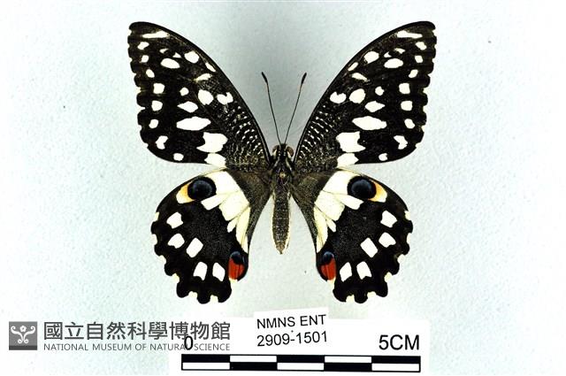 花鳳蝶、無尾鳳蝶藏品圖，第1張