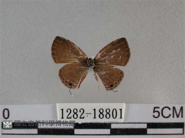 波灰蝶藏品圖，第1張