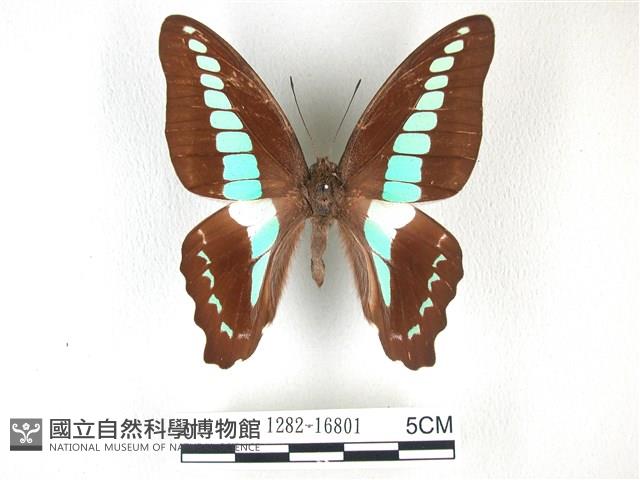 青帶鳳蝶藏品圖，第1張
