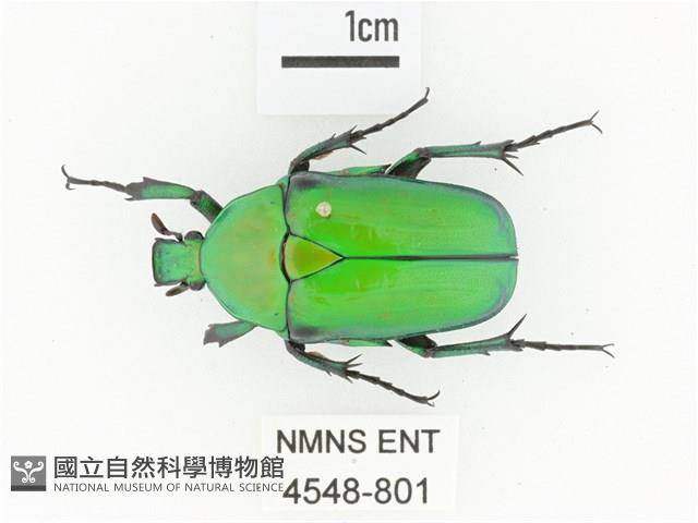 金艷騷金龜藏品圖，第1張