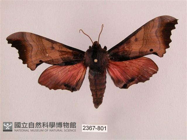 桃紅六點天蛾藏品圖，第1張